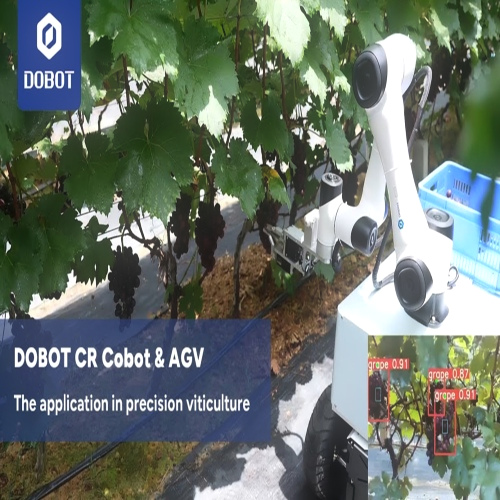 Szüretelő robot
